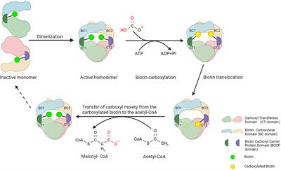 Acetyl-CoA Carboxylases and Diseases